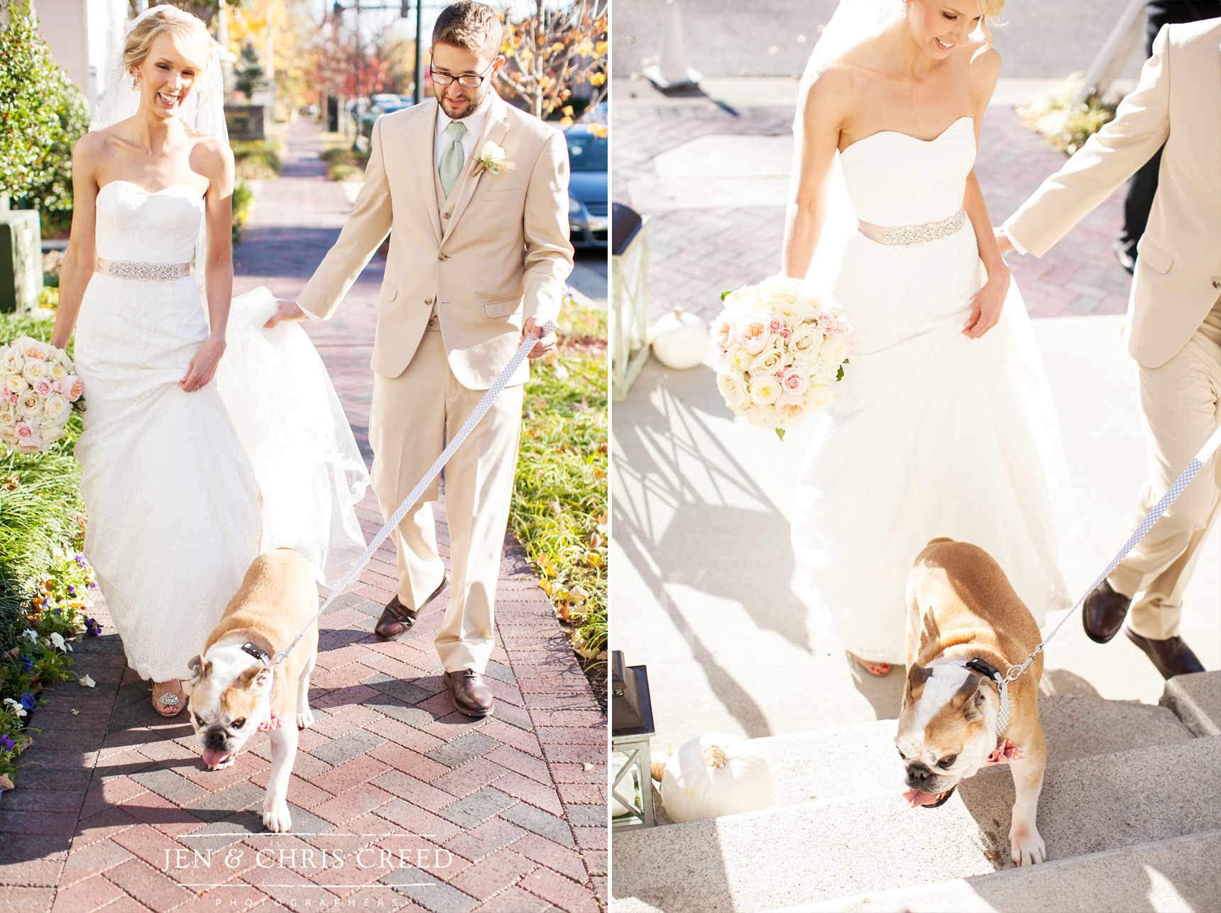 English bulldog in wedding photos