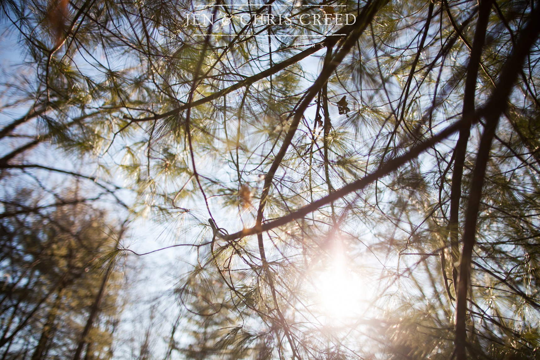 sunlight through pine trees