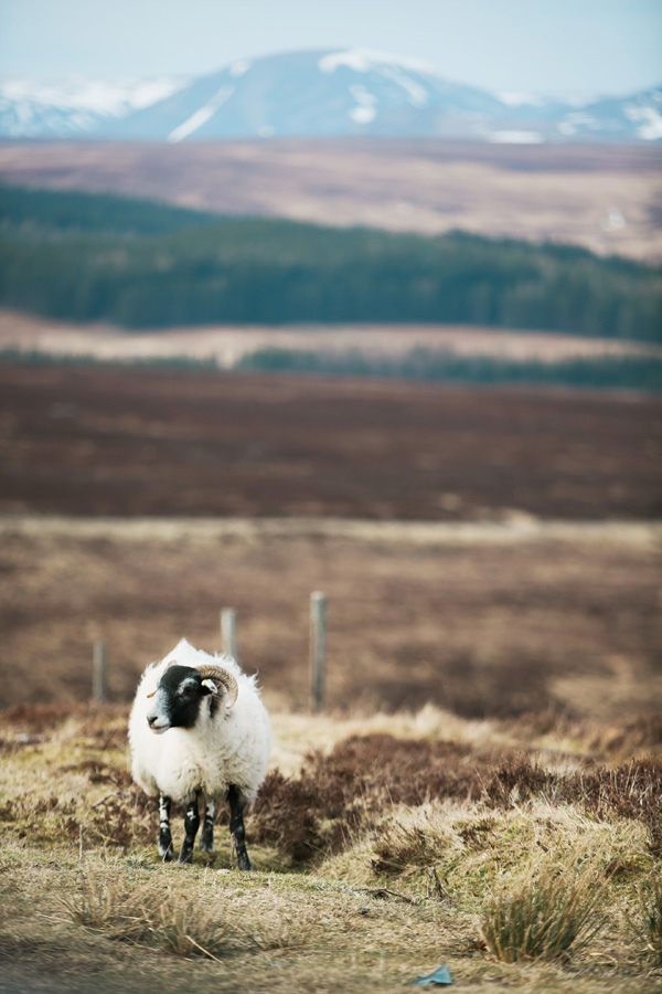 Scottish sheep