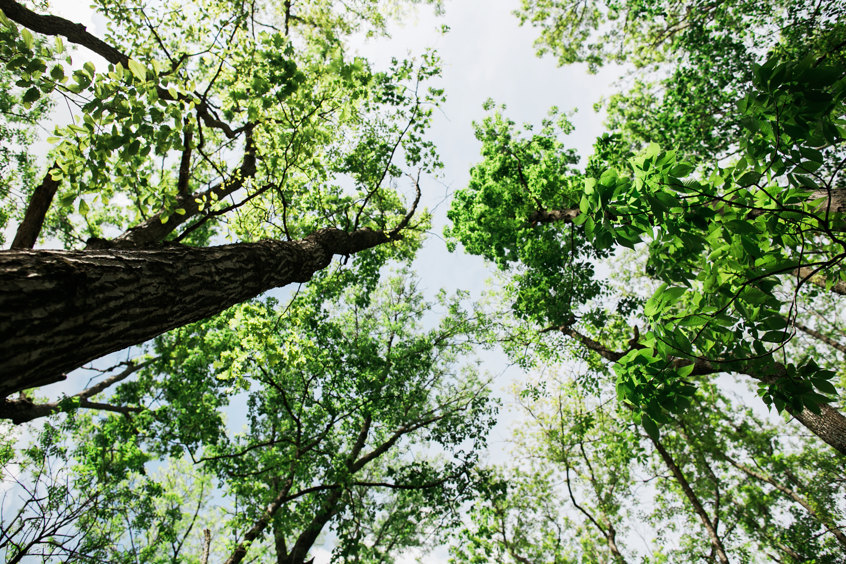 trees on a sunny day