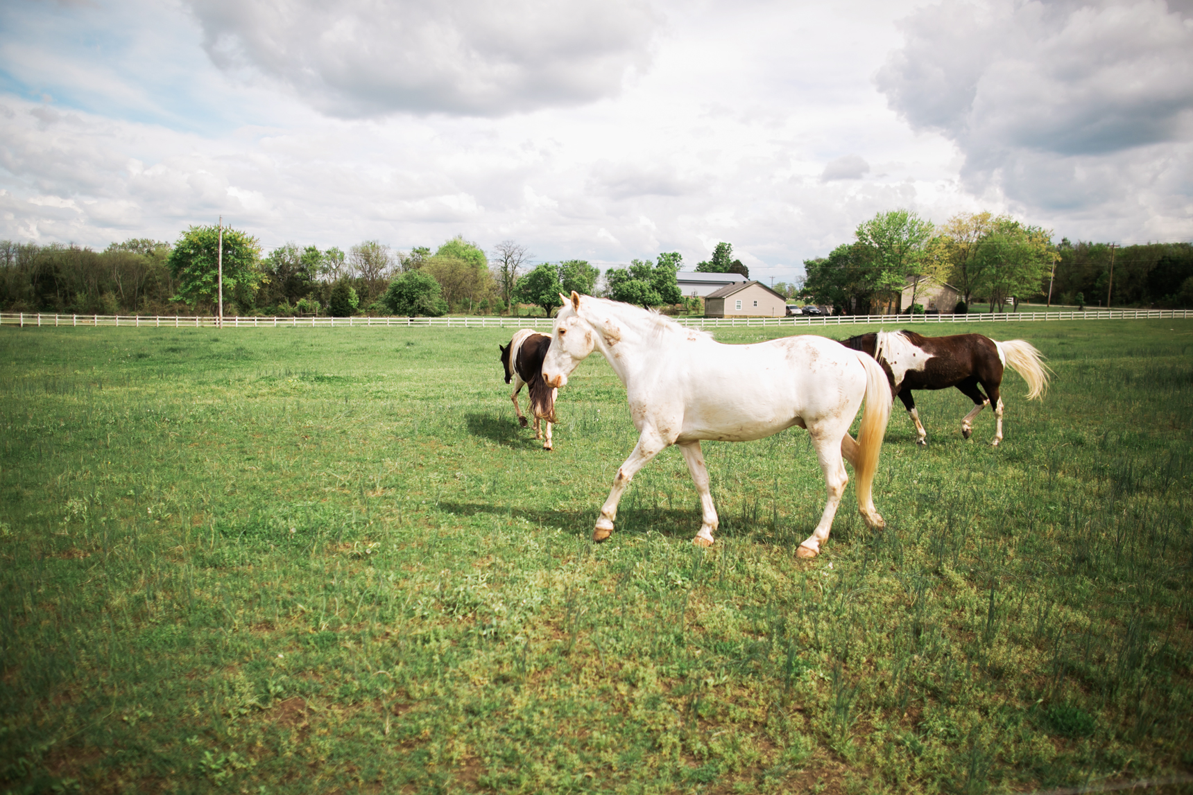 white horse on a wedding day