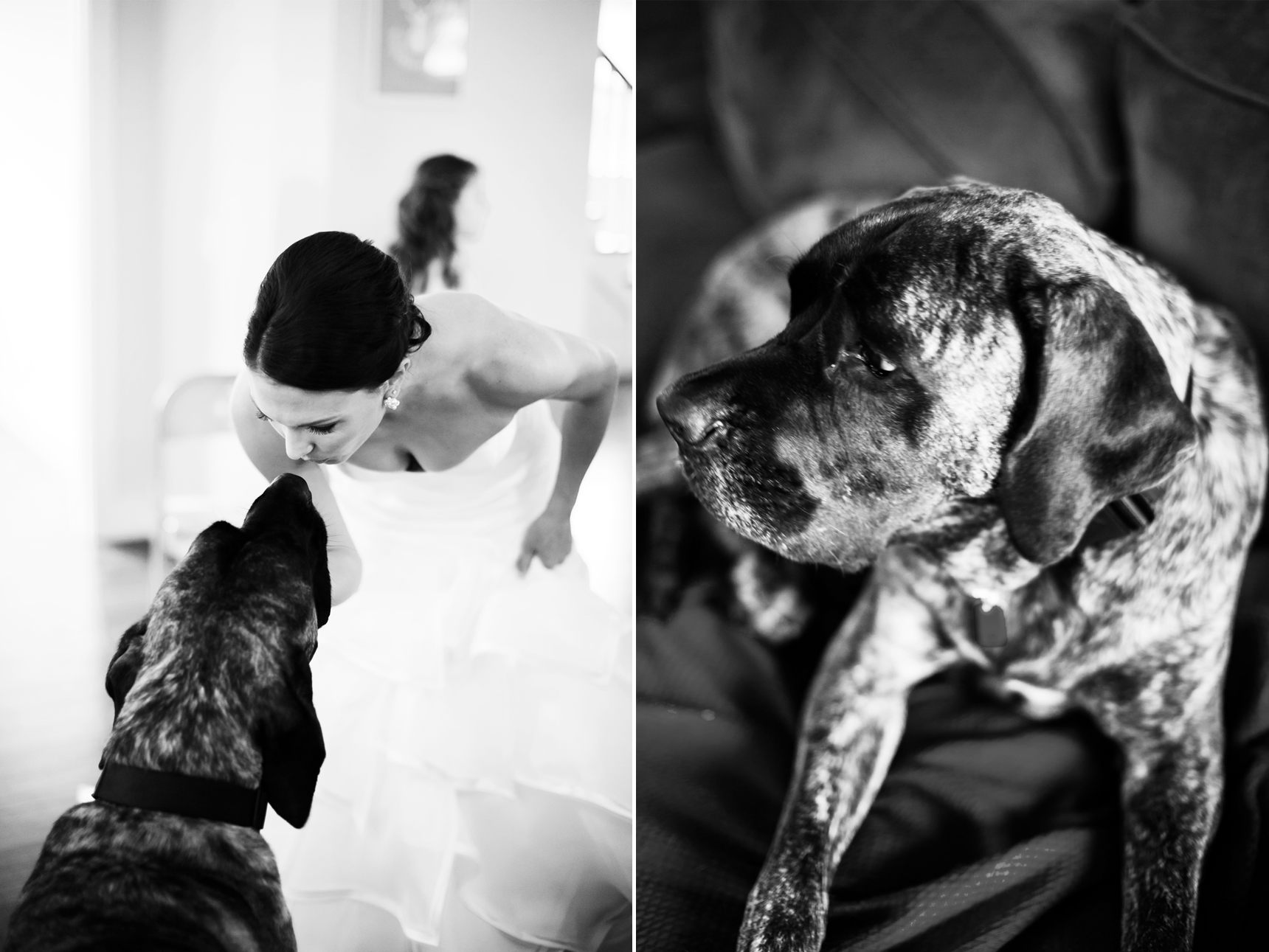 bride with dog