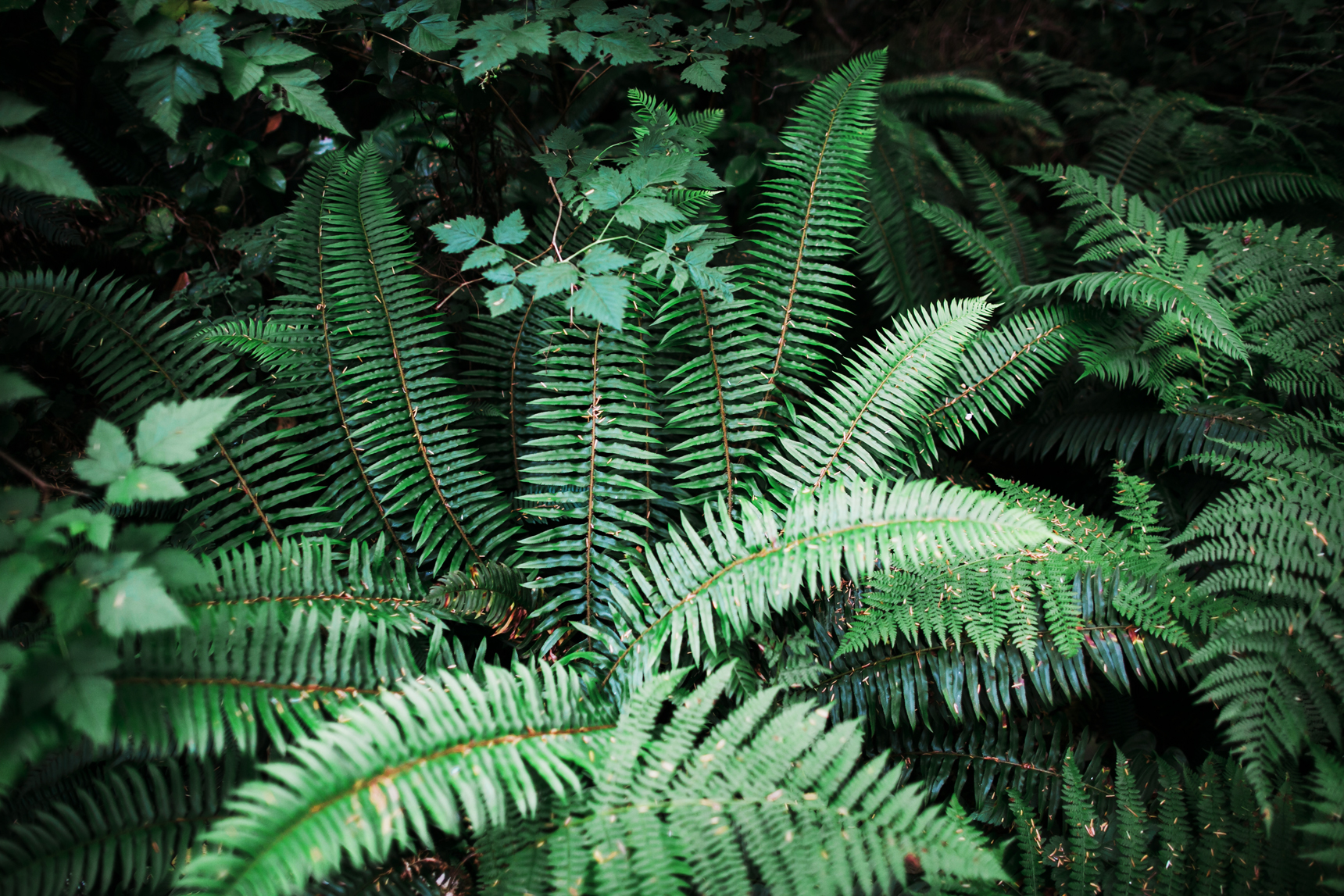 Ferns at Oswald West State Park