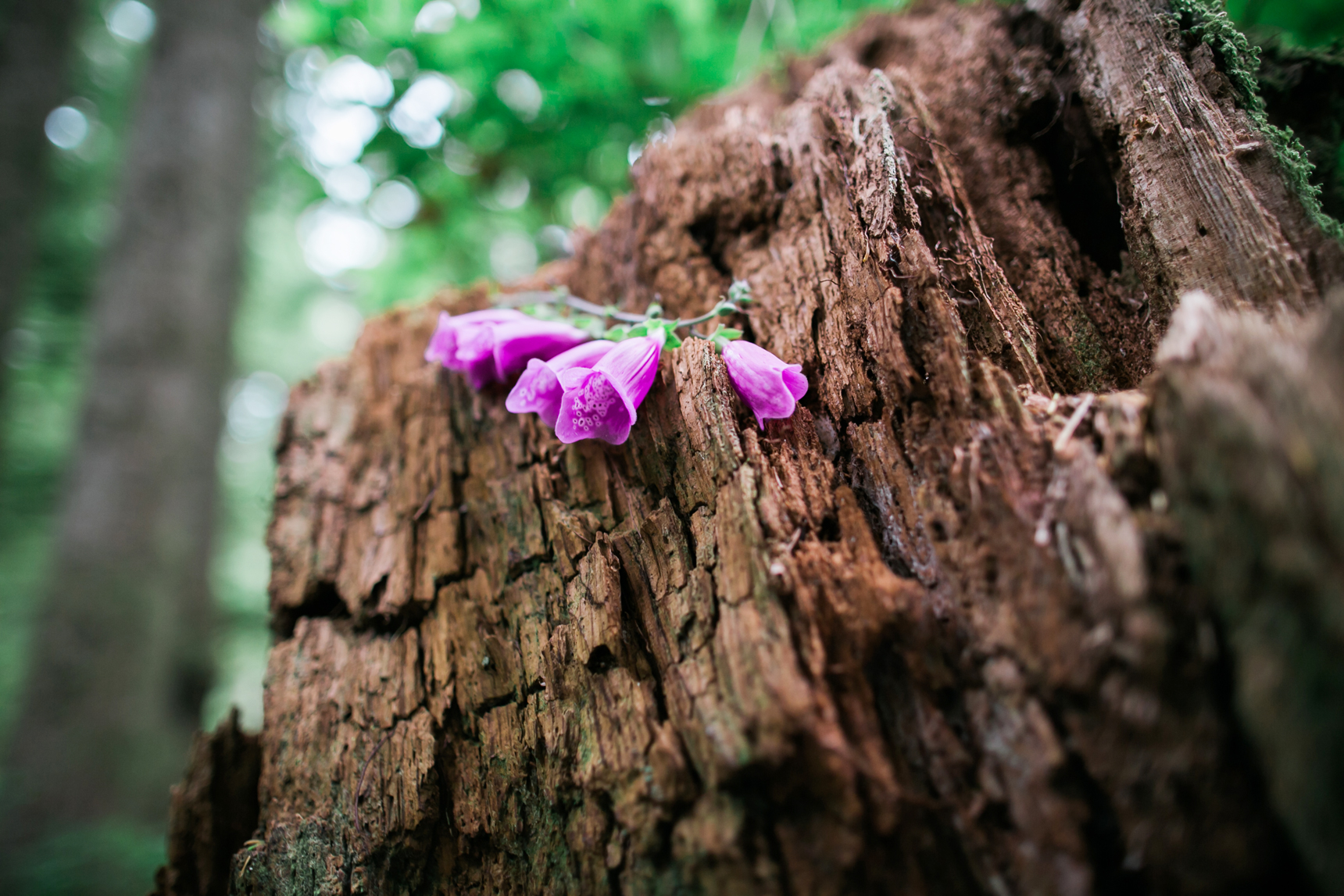 Purple flowers on tree