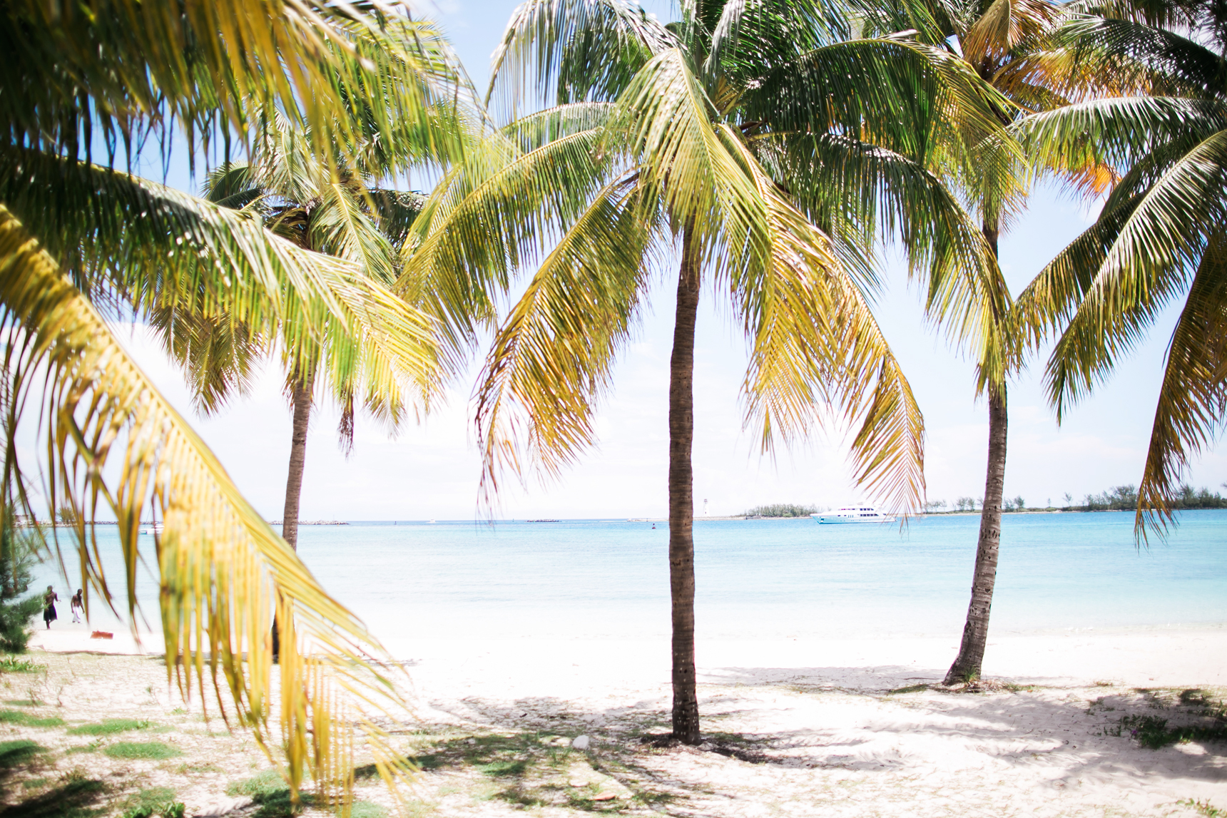 palm trees at Junkanoo Beach