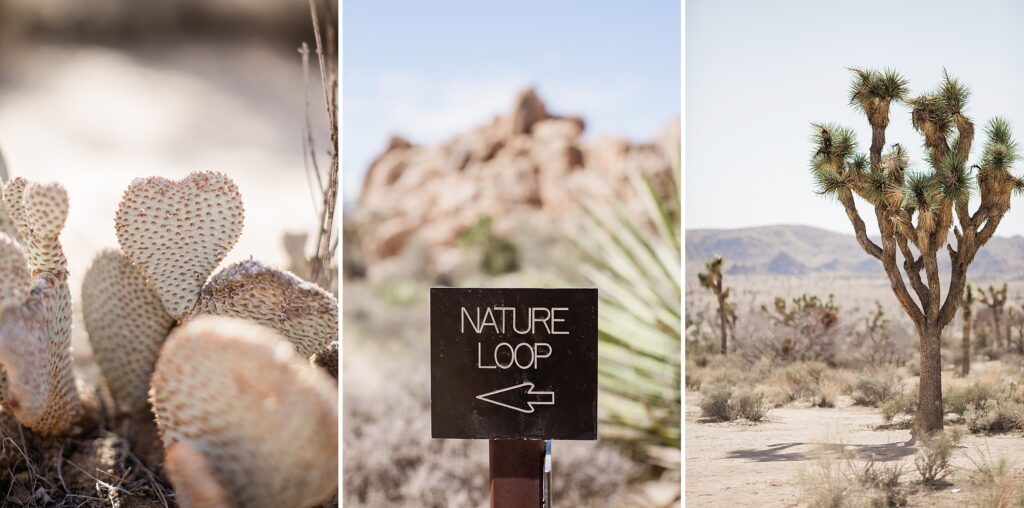 Nature loop at Joshua Tree National Park