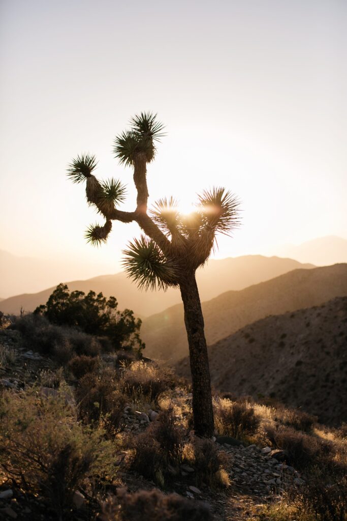 Joshua Tree
