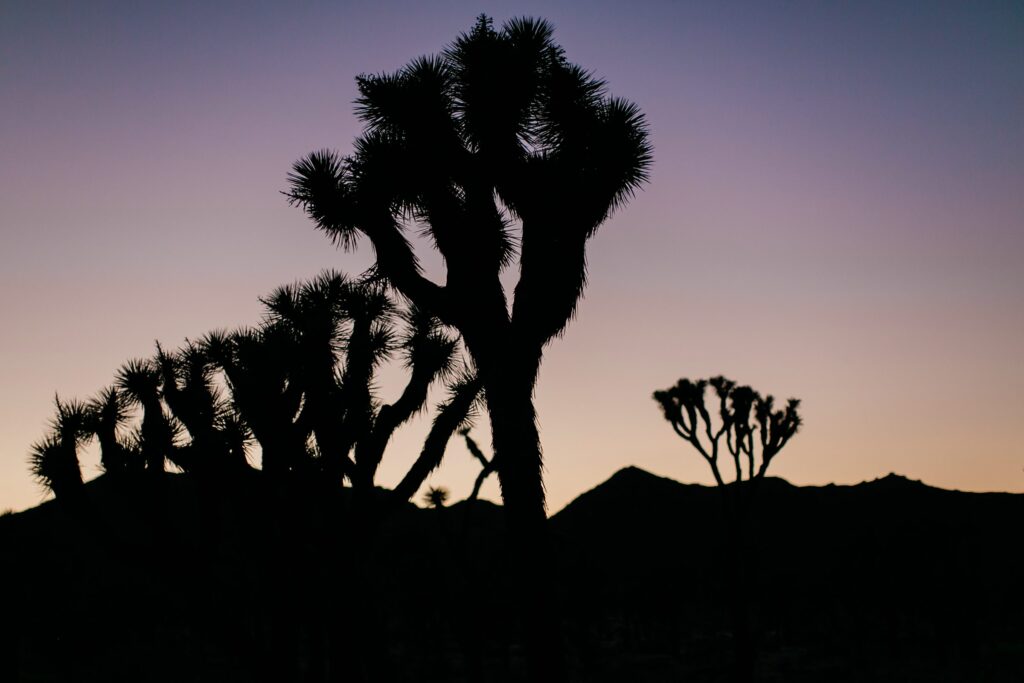 Joshua tree at dusk